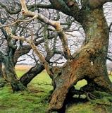 welsh landscape painters