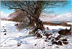 graham brace